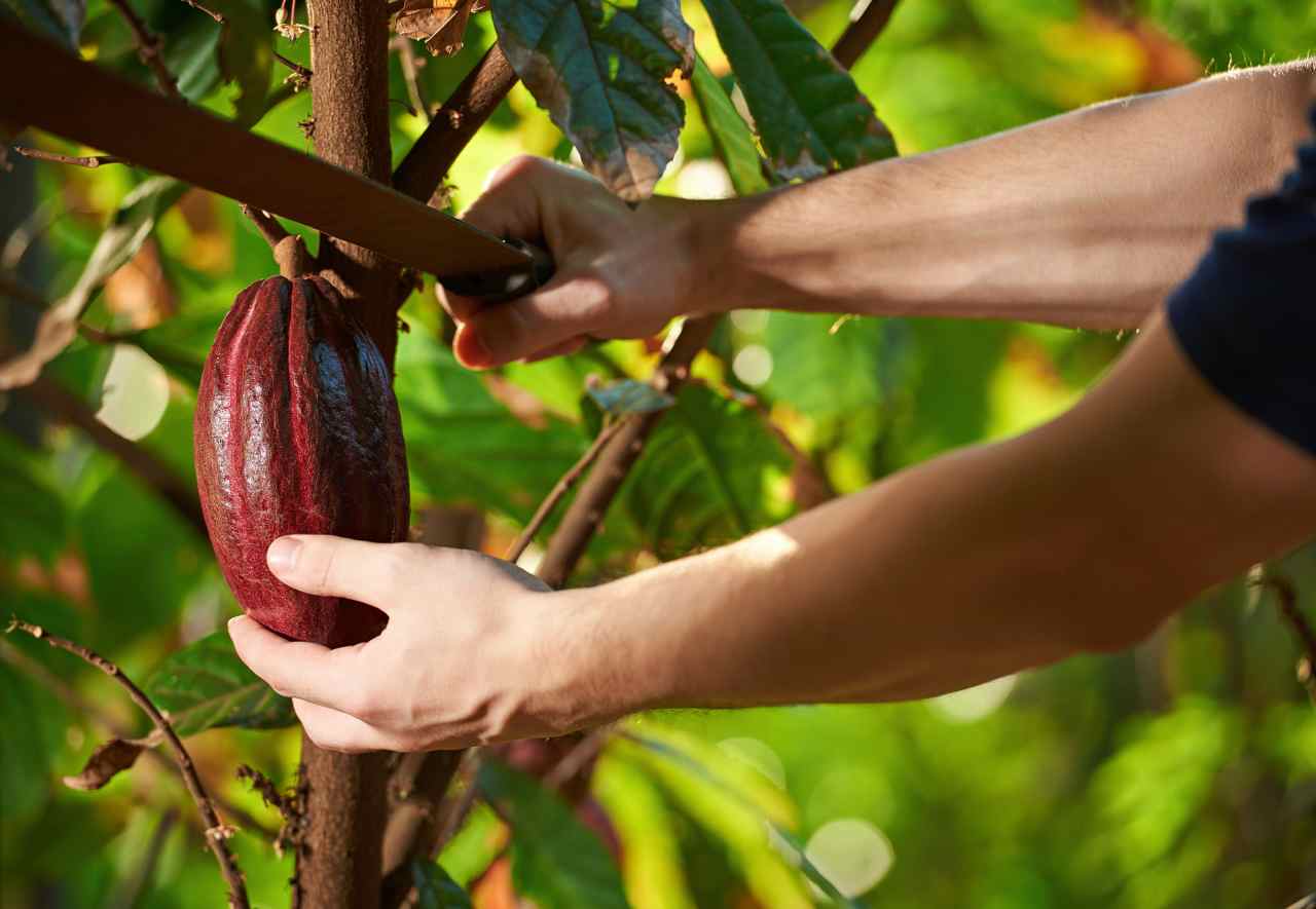 Cabosse cacao taglio - Cabosse cocoa cutting - Gustorotondo - Italian food boutique