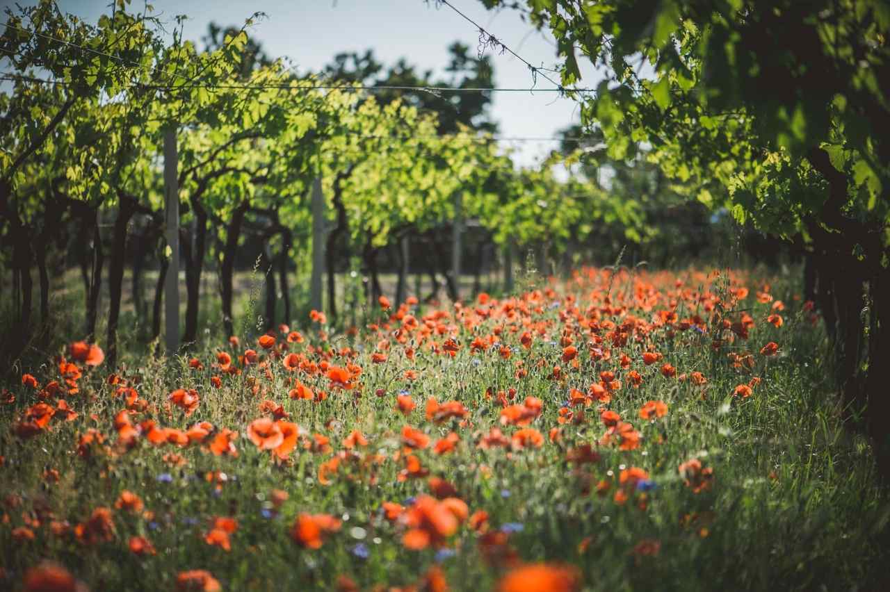 Fasoli-Gino-Tasi-Vigne