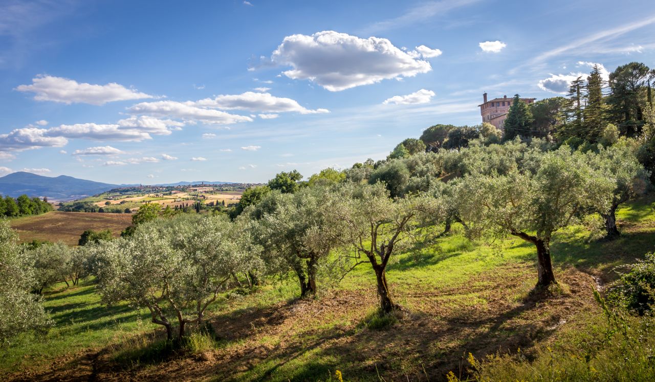 Olive trees Toscana - alberi ulivo Toscana- Gustorotondo - Italian food boutique