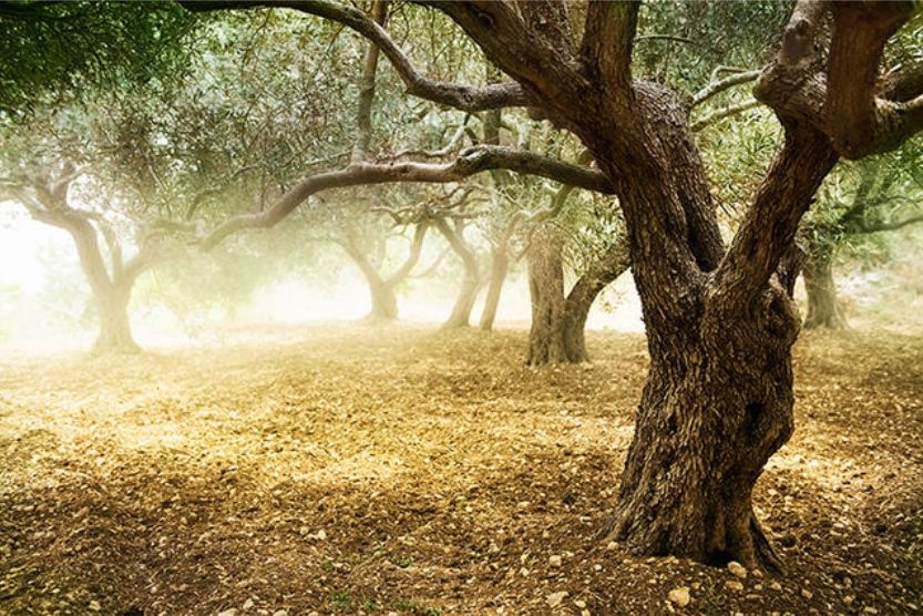 Olive trees light- Alberi olivo luce meravigliosa - Gustorotondo - Italian food boutique