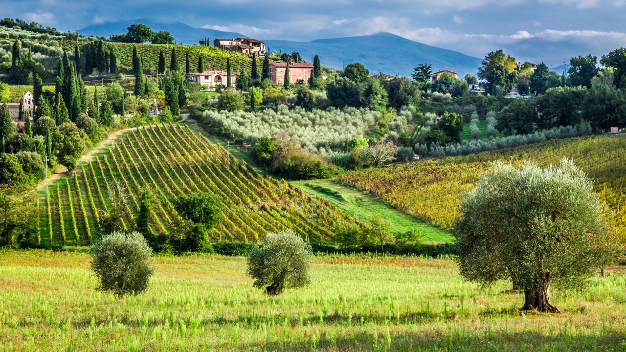 Olive trees vines Toscana - alberi ulivo viti Toscana- Gustorotondo - Italian food boutique