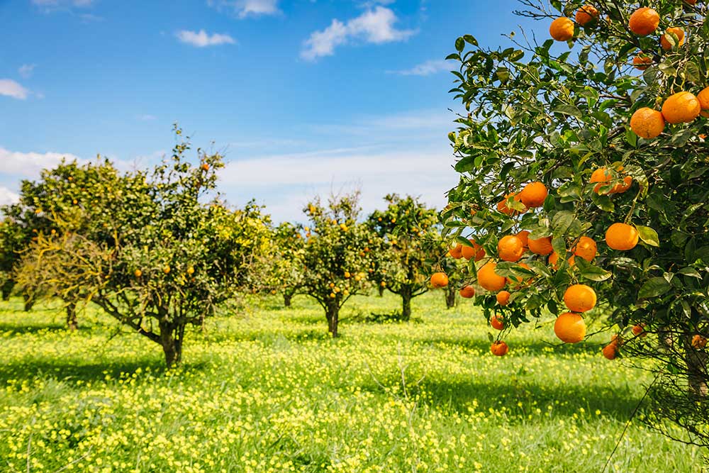 agricoltura biodinamica - Gustorotondo - Italian food boutique