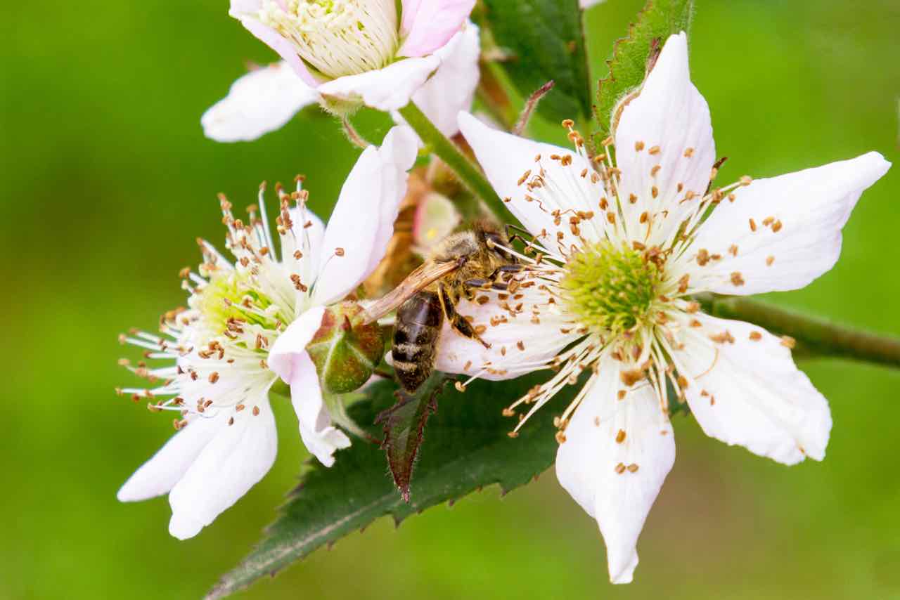 Ape sul fiore con polline - Bee on a flower with pollen - Gustorotondo - cibo artigianale italiano - Italian food boutique