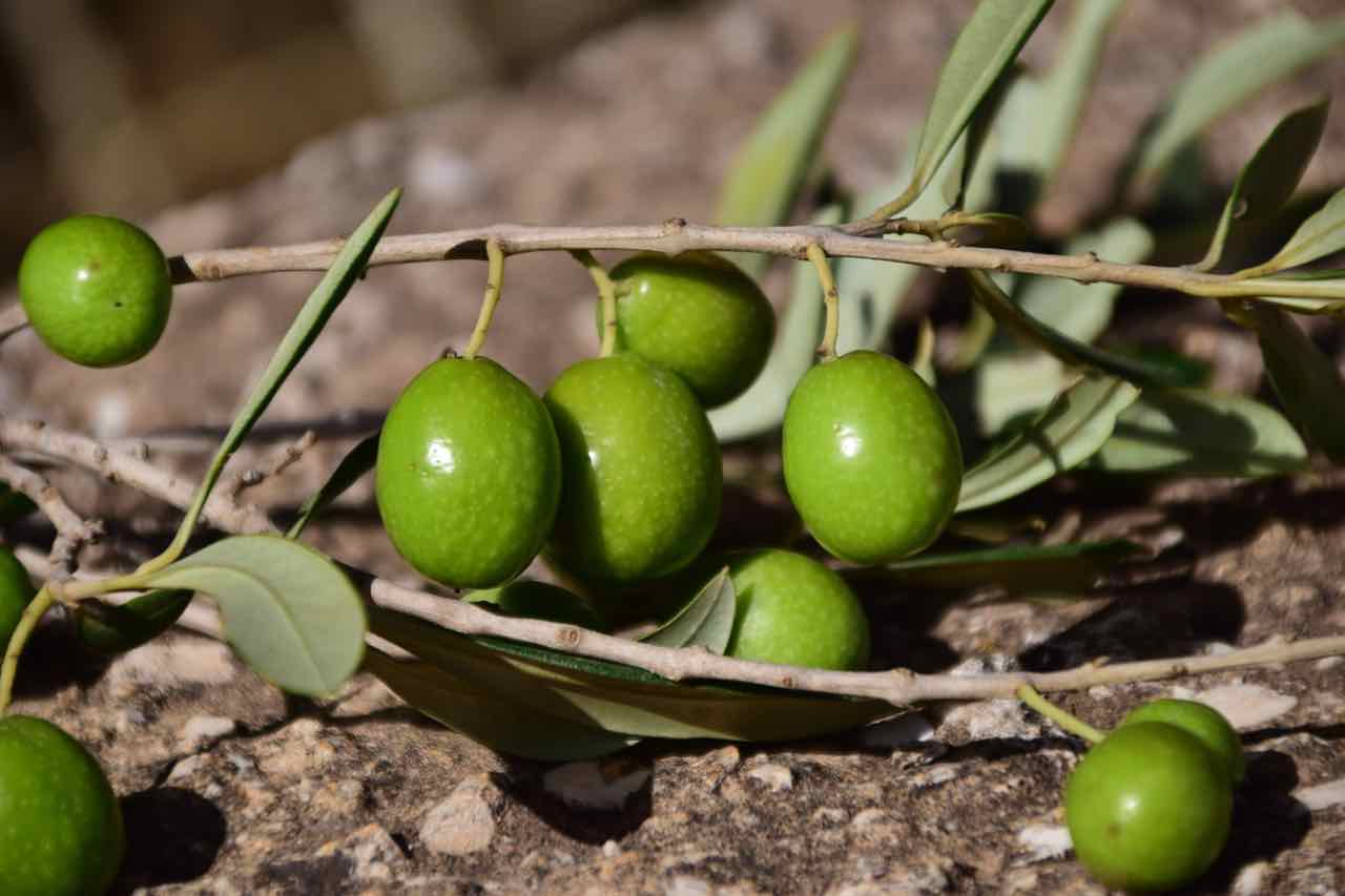 olive verdi - green olives - Gustorotondo - Italian food boutique - spesa online - online food shopping