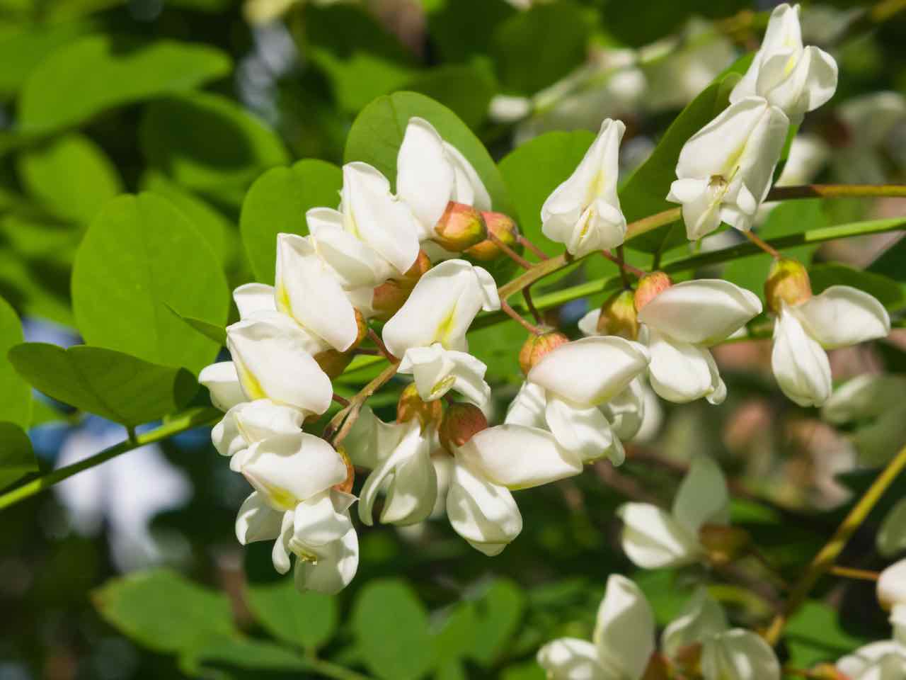 Robinia pseudoacacia - Acacia - Robinia - Black locust - Gustorotondo Italian food boutique