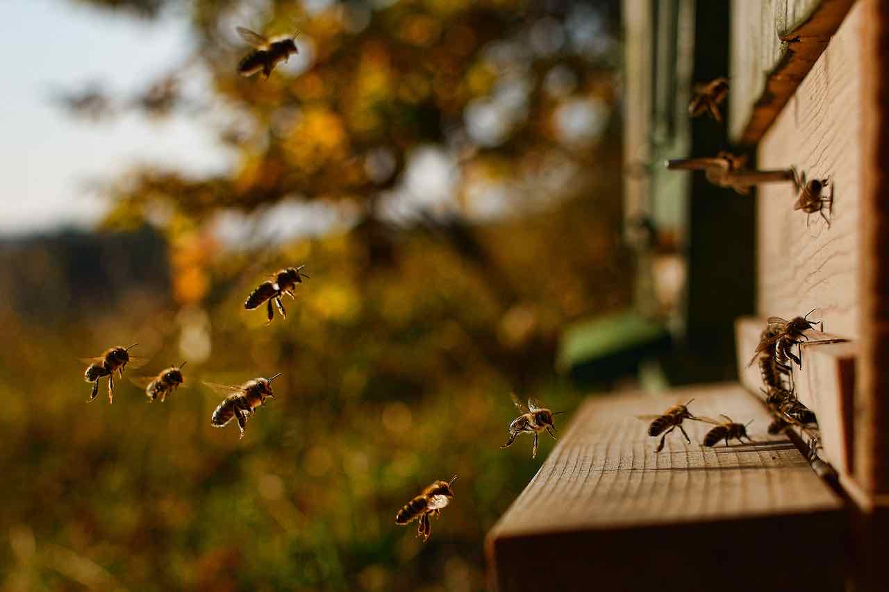 Api e apicoltura - Bees and apiculture - Gustorotondo - Italian food boutique - spesa online - online food shopping