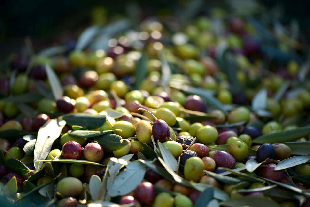 olive - olives - Gustorotondo Italian food boutique - I migliori cibi online - Best Italian food online