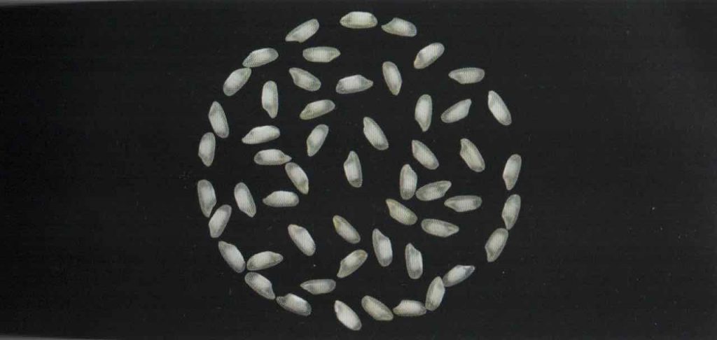 RISO CARNAROLI STORIA, COME CUOCERLO, RICETTE