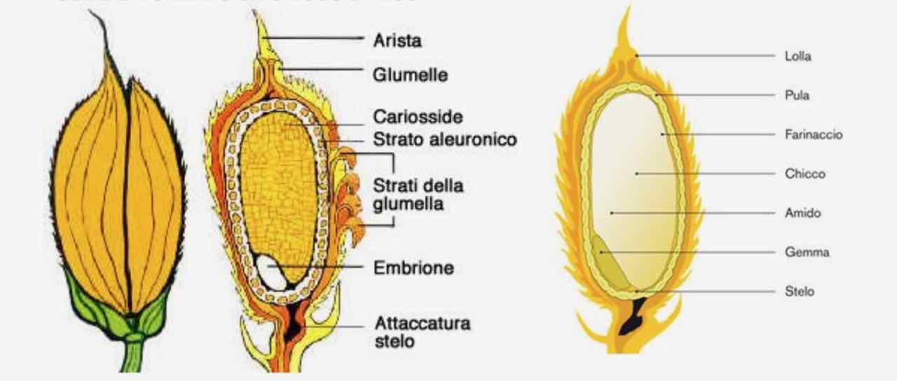 riso - rice - Gustorotondo Italian food boutique - I migliori cibi online - Best Italian food online - spesa online