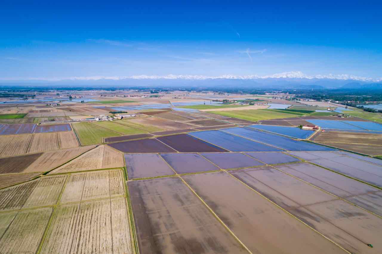 coltivazione riso in Italia - rice cultivation in Italy - Gustorotondo Italian food boutique - I migliori cibi online - Best Italian food online - spesa online